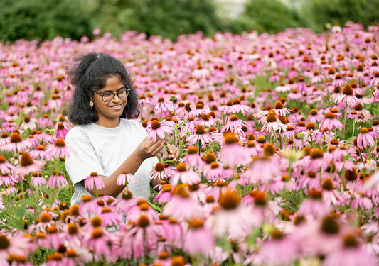 Herbal Spotlight: Echinacea Purpurea