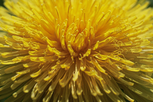 Herbal Spotlight: Taraxacum Officinale (Dandelion)