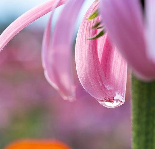 The ERA-PRIMA-Study: Echinacea Reduces Antibiotics by Preventing Respiratory Infections