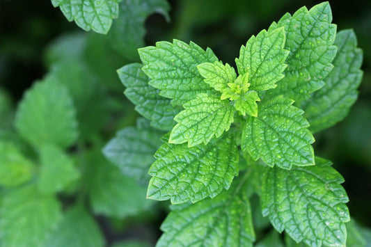 Herbal Spotlight: Lemon Balm