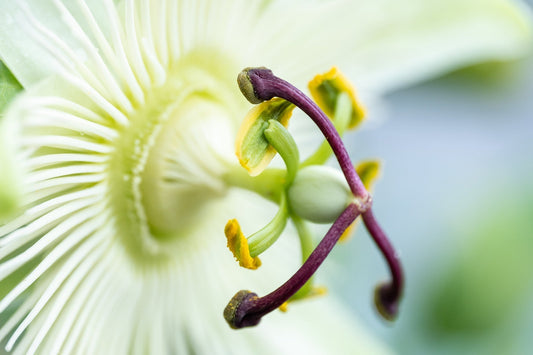 Herbal Spotlight: Passiflora incarnata