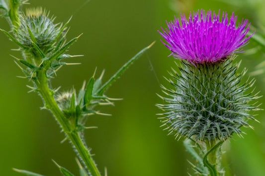 Herbal Spotlight: Silybum marianum